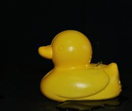 WaterOffaDucksBack